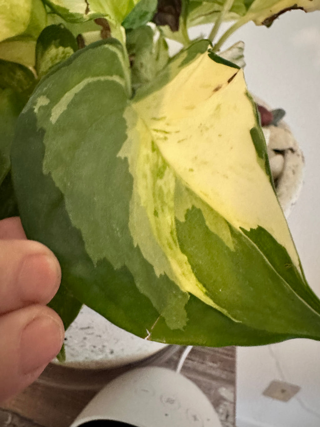 Marble Queen Pothos Cutting | Epipremnum aureum | Mountain Moon Apothecary