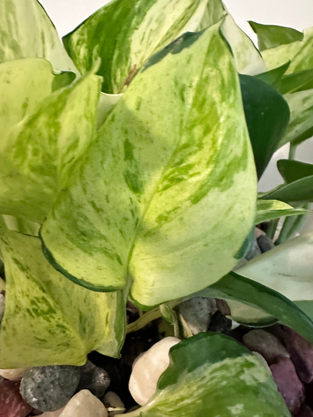 Marble Queen Pothos Cutting | Epipremnum aureum | Mountain Moon Apothecary