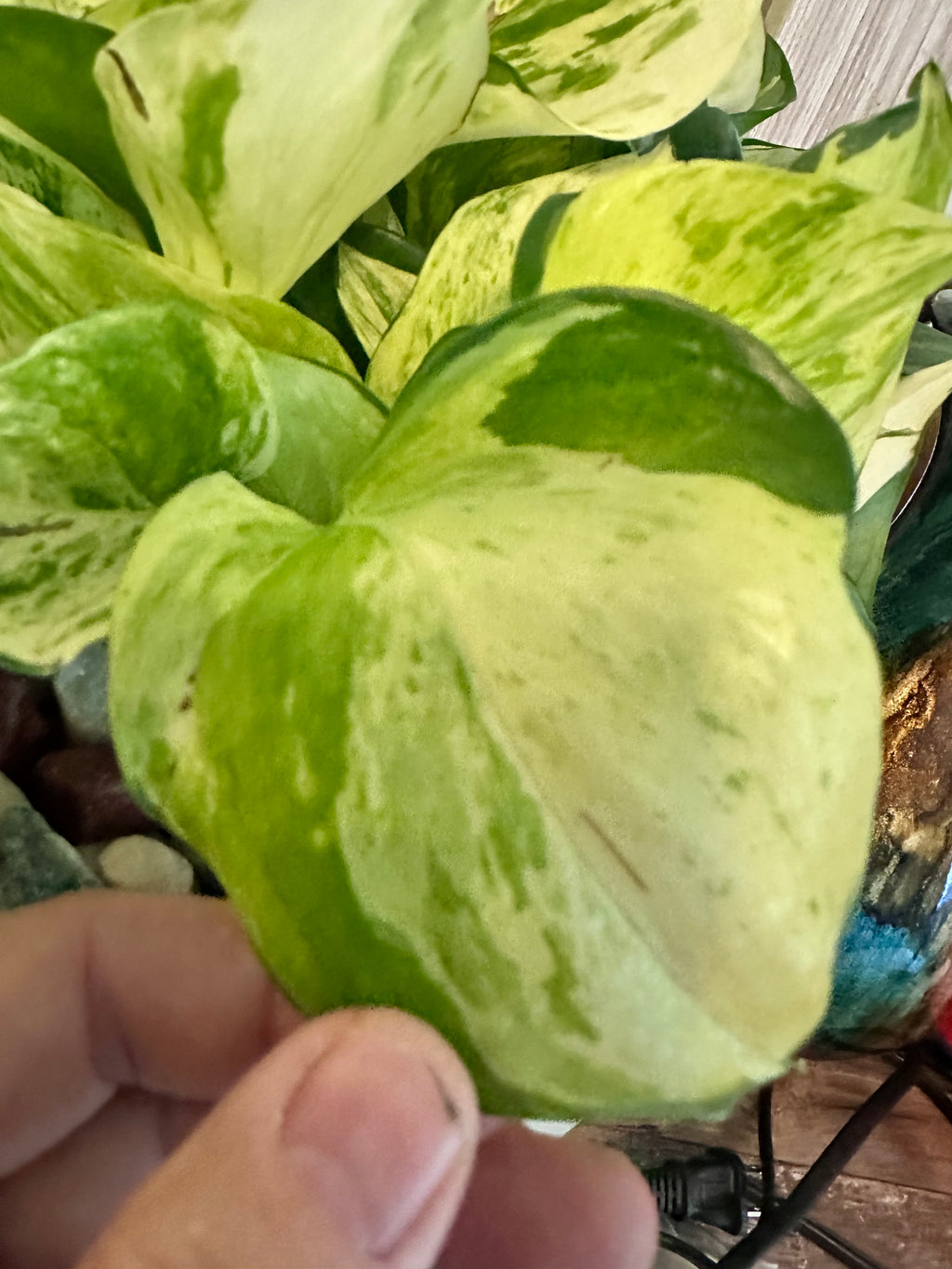 Marble Queen Pothos Cutting | Epipremnum aureum | Mountain Moon Apothecary