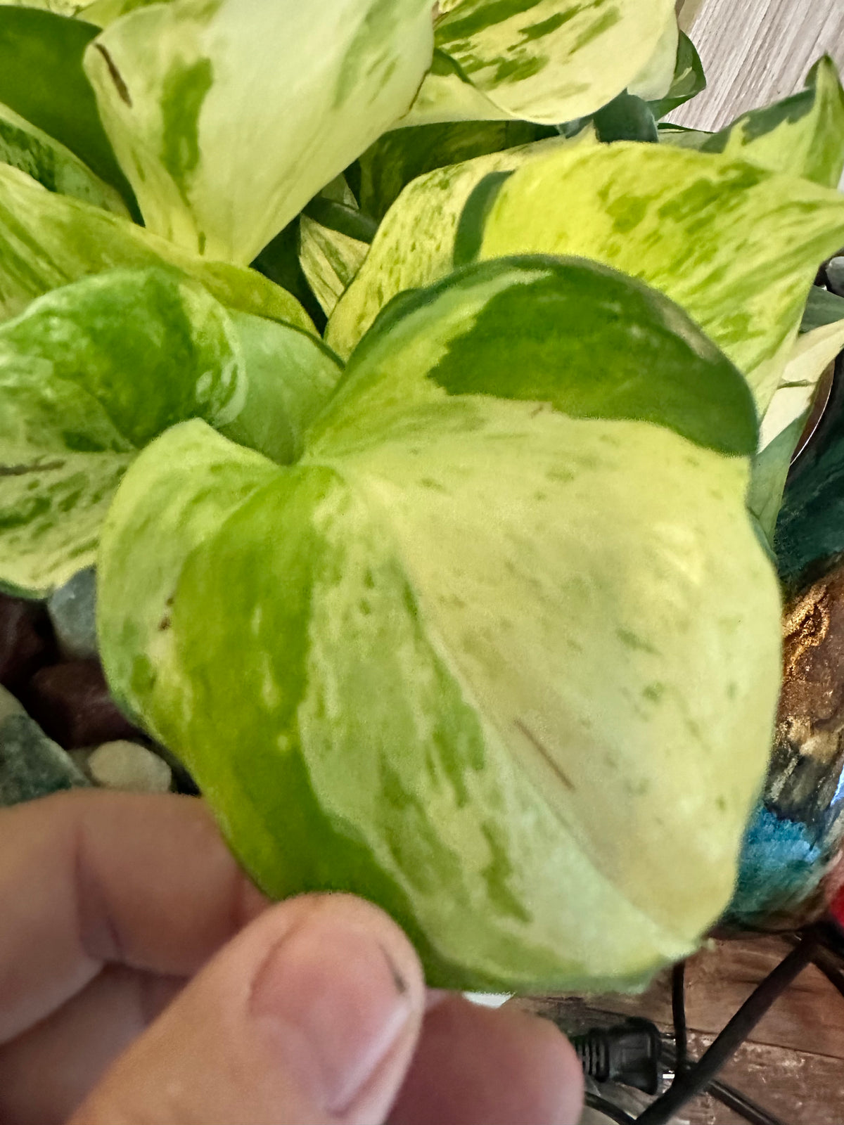 Marble Queen Pothos Cutting | Epipremnum aureum | Mountain Moon Apothecary
