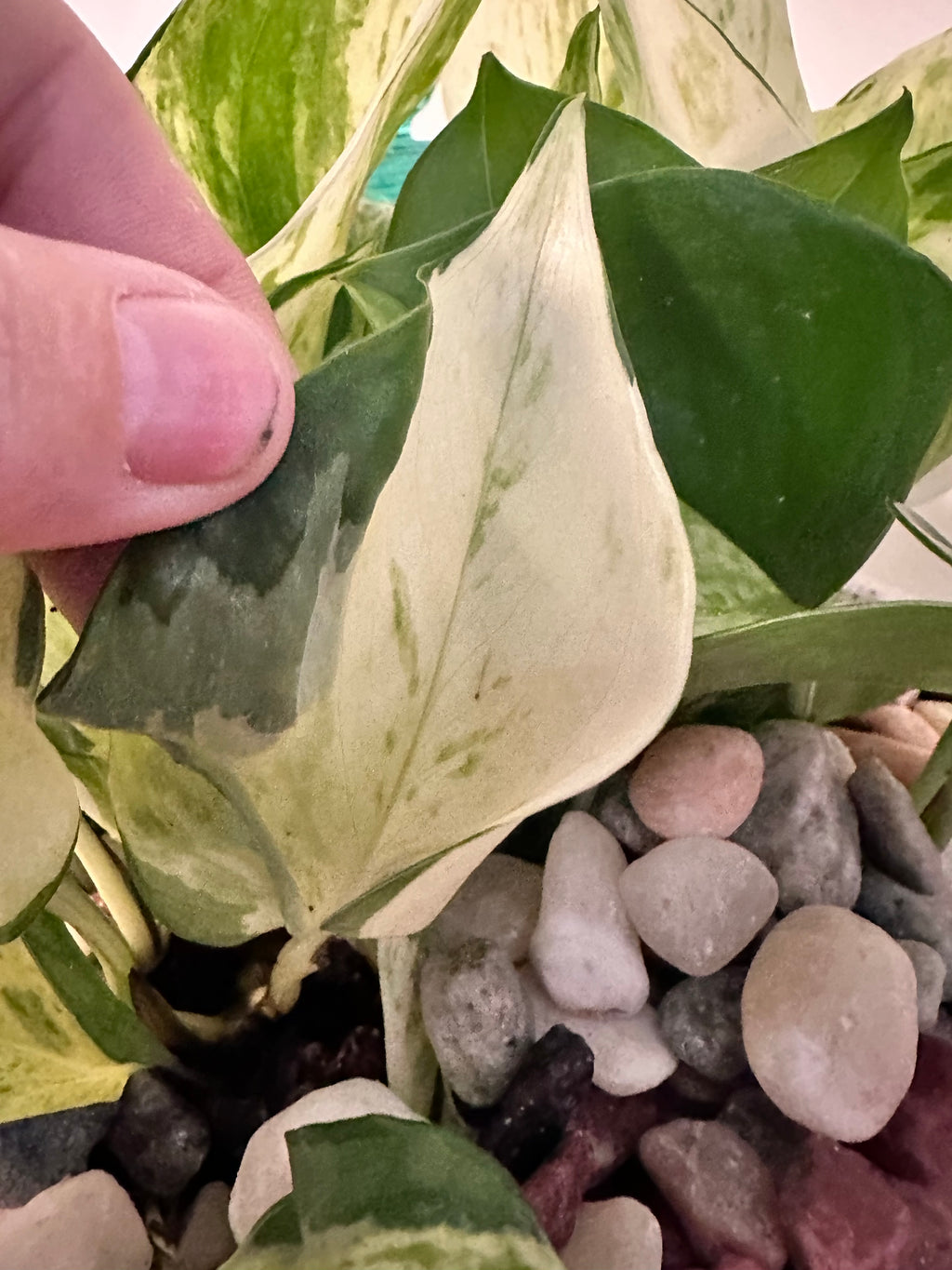 Marble Queen Pothos Cutting | Epipremnum aureum | Mountain Moon Apothecary