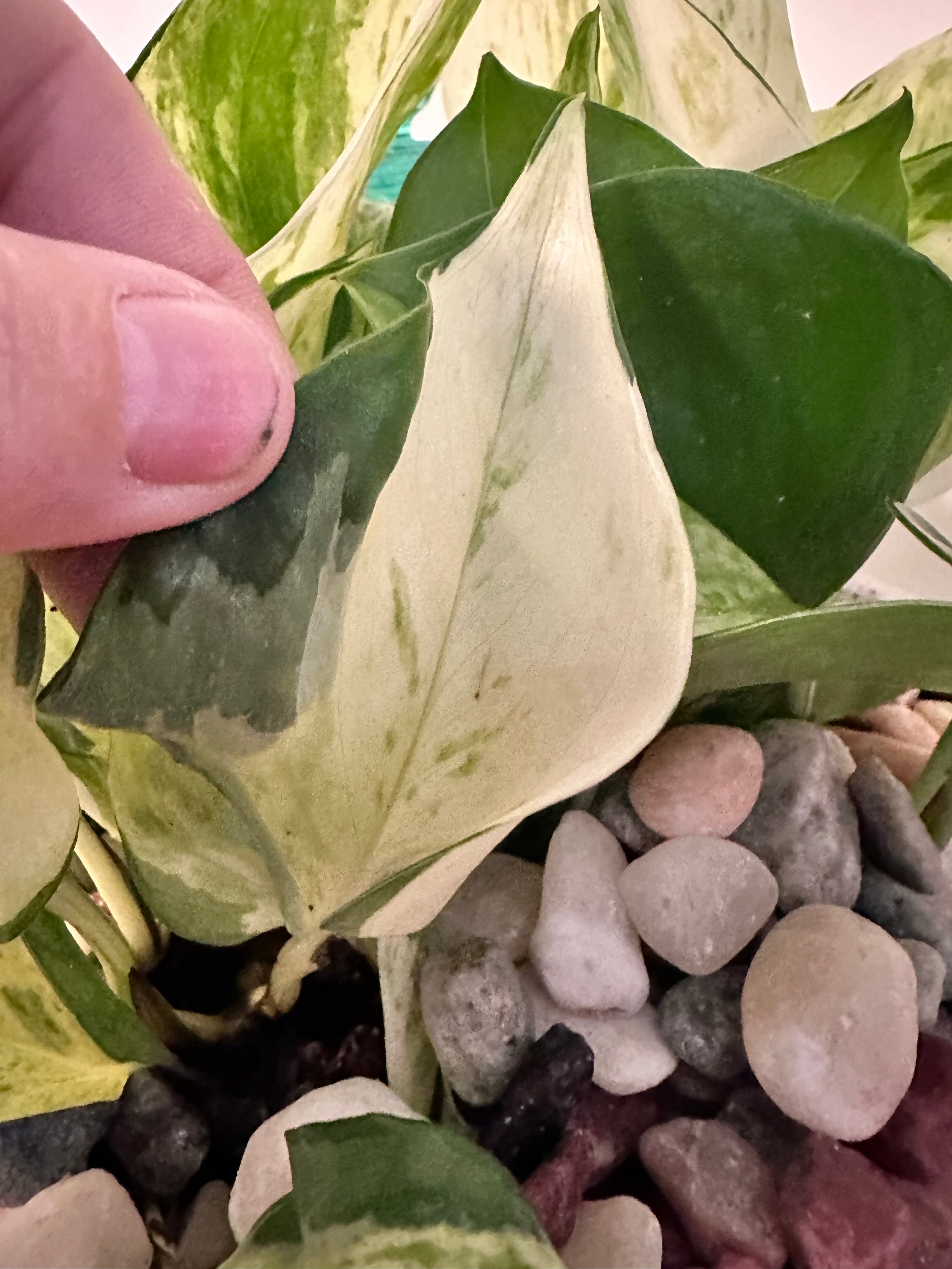 Marble Queen Pothos Cutting | Epipremnum aureum | Mountain Moon Apothecary