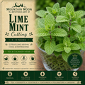 Lime Mint Cutting (Mentha × piperita f. citrata 'Lime') - Live Herb Plant Starter