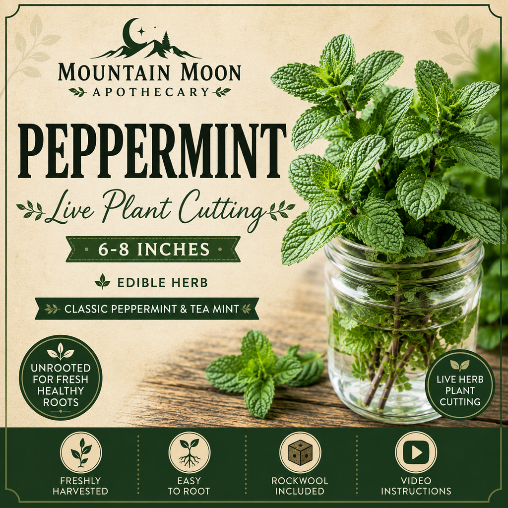 Peppermint Cutting (Mentha × piperita) - Live Herb Plant Starter