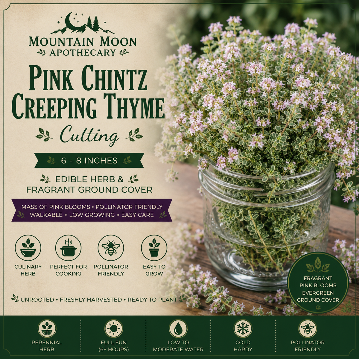 Pink Chintz Creeping Thyme Cutting (Thymus serpyllum 'Pink Chintz') - Live Herb Plant Starter