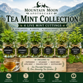 Tea Mint Collection (6 Live Mint Cuttings) - Herbal Tea Garden Starter Collection