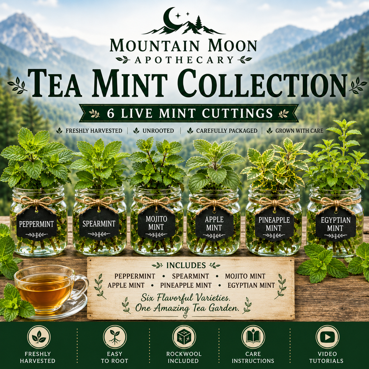 Tea Mint Collection (6 Live Mint Cuttings) - Herbal Tea Garden Starter Collection
