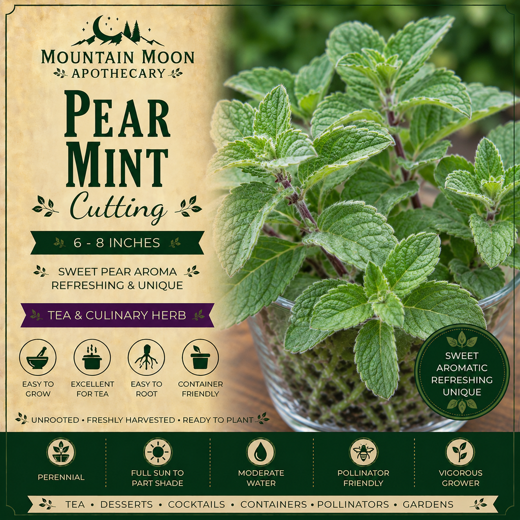 Pear Mint Cutting (Mentha 'Pear') - Live Herb Plant Starter