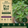 Pear Mint Cutting (Mentha 'Pear') - Live Herb Plant Starter