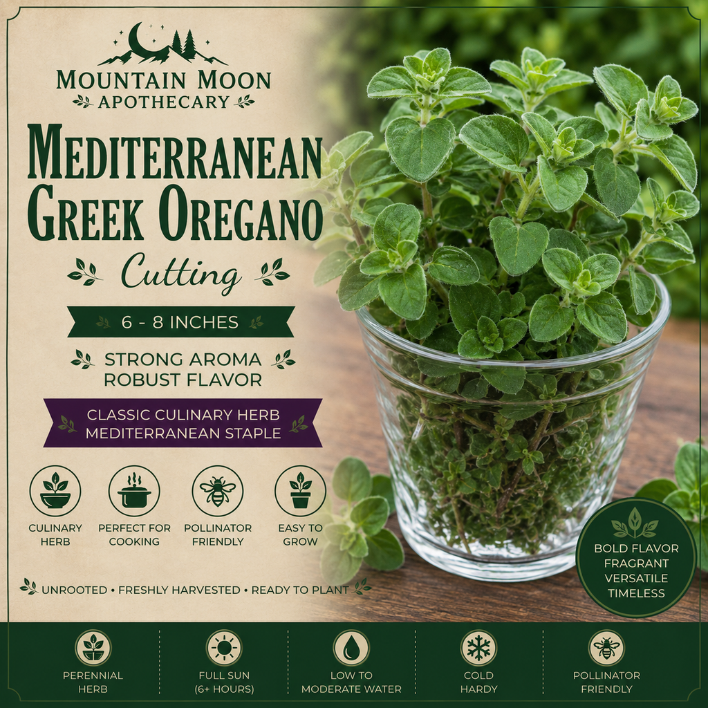 Mediterranean Greek Oregano Cutting (Origanum vulgare subsp. hirtum) - Live Herb Plant Starter