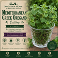 Mediterranean Greek Oregano Cutting (Origanum vulgare subsp. hirtum) - Live Herb Plant Starter