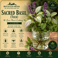 Sacred Basil Cutting (Ocimum tenuiflorum) - Live Herb Plant Starter