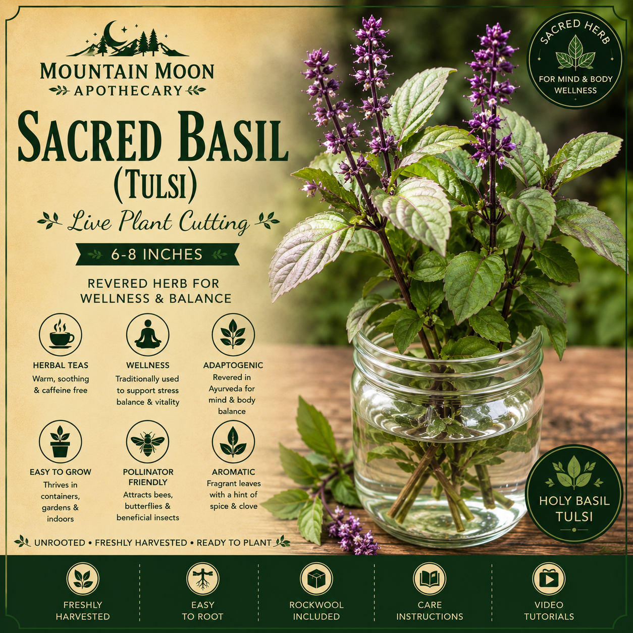 Sacred Basil Cutting (Ocimum tenuiflorum) - Live Herb Plant Starter