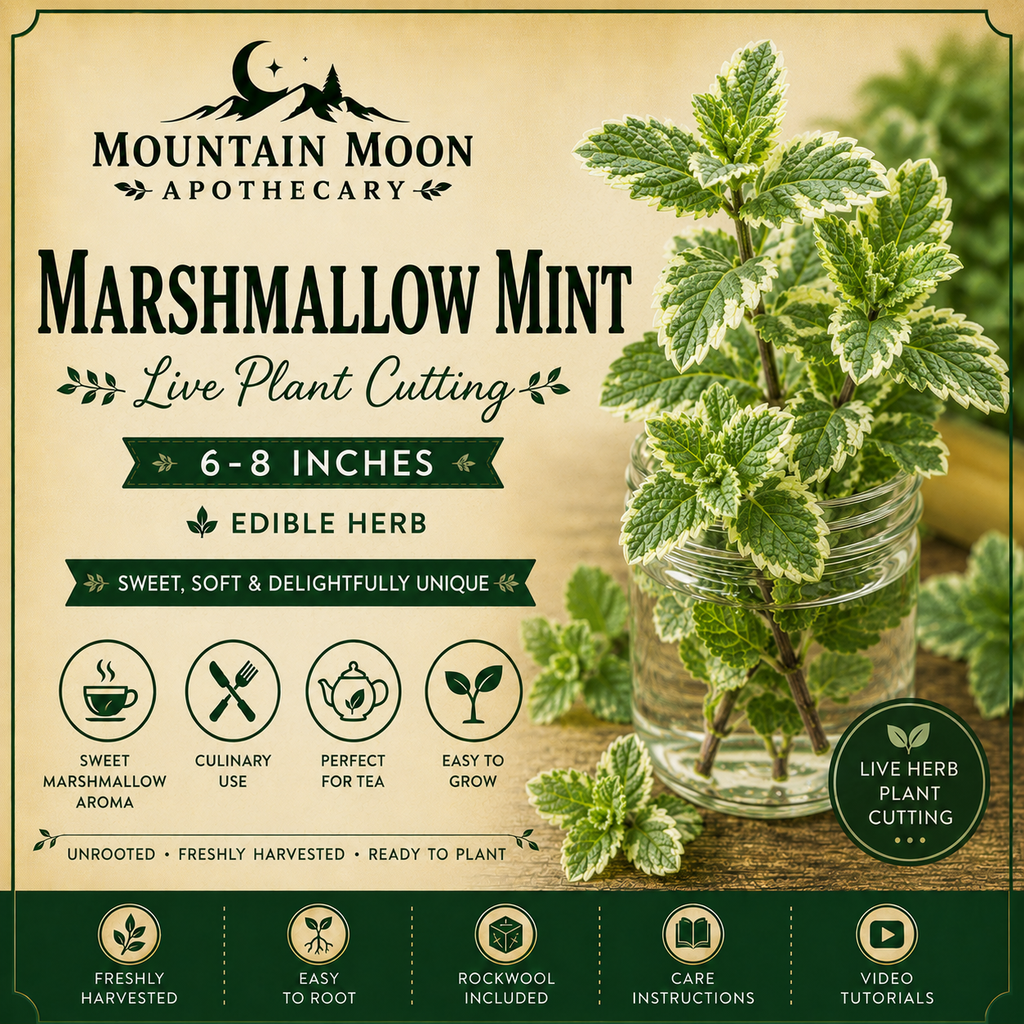 Marshmallow Mint Cutting (Mentha 'Marshmallow') - Live Herb Plant Starter