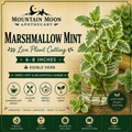 Marshmallow Mint Cutting (Mentha 'Marshmallow') - Live Herb Plant Starter