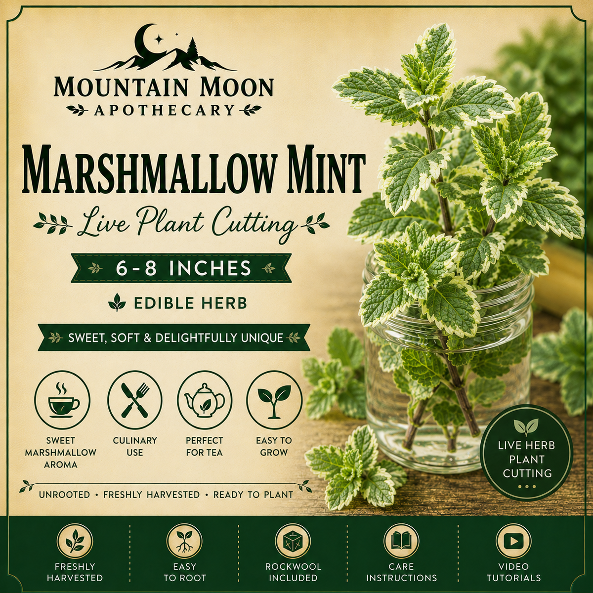 Marshmallow Mint Cutting (Mentha 'Marshmallow') - Live Herb Plant Starter