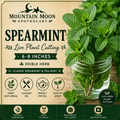 Spearmint Cutting (Mentha spicata) - Live Herb Plant Starter