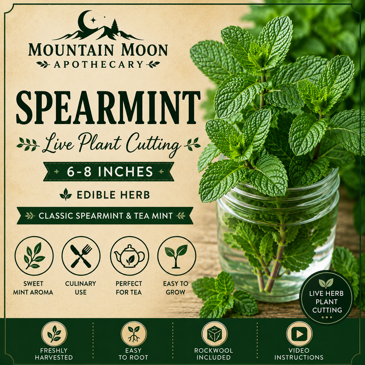 Spearmint Cutting (Mentha spicata) - Live Herb Plant Starter