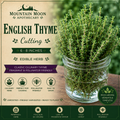 English Thyme Cutting (Thymus vulgaris) - Live Herb Plant Starter