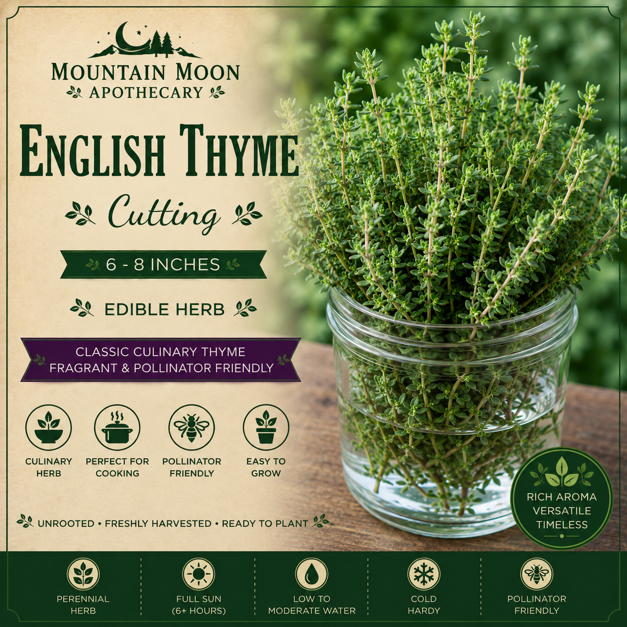 English Thyme Cutting (Thymus vulgaris) - Live Herb Plant Starter