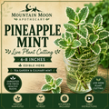 Pineapple Mint Cutting (Mentha suaveolens 'Variegata') - Live Herb Plant Starter