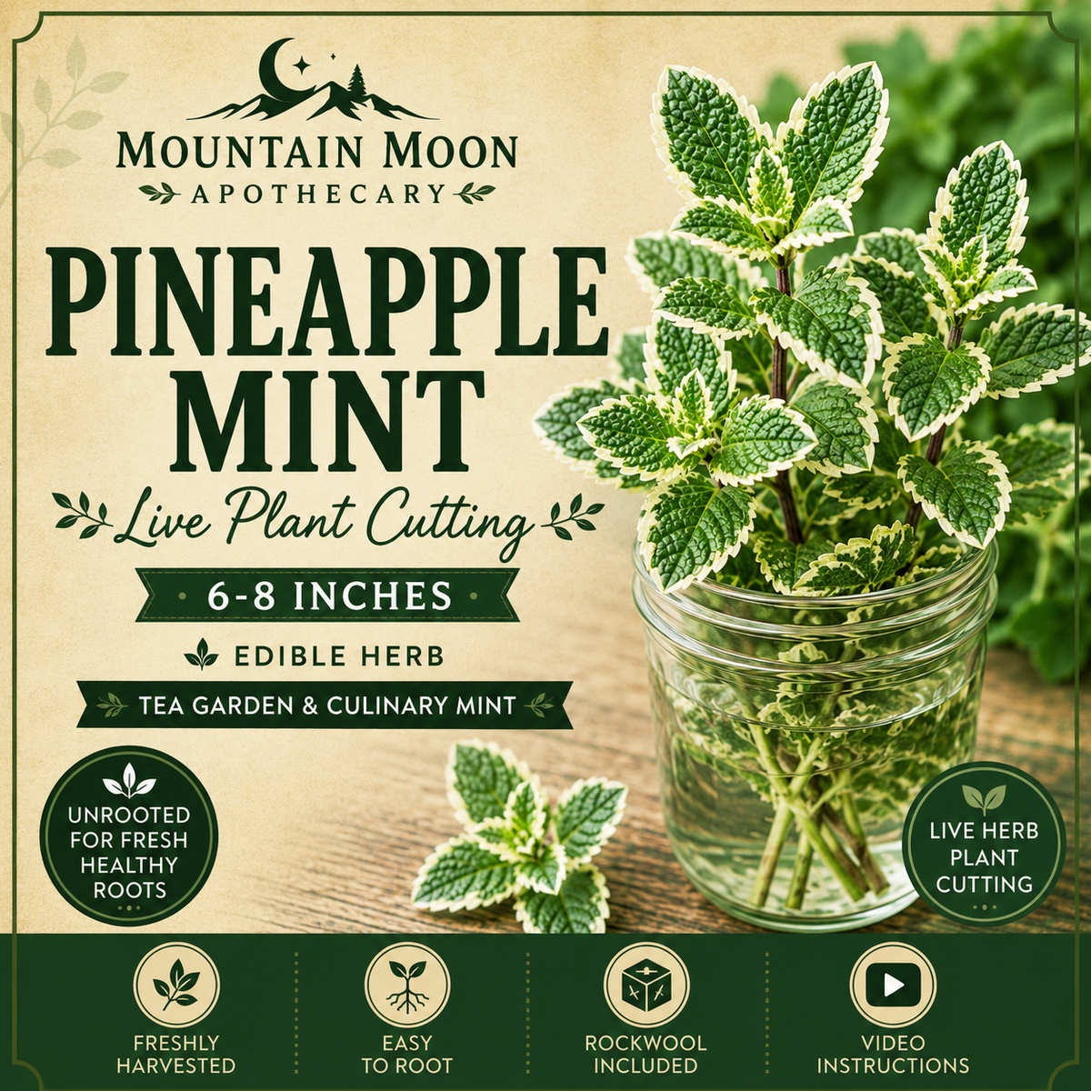 Pineapple Mint Cutting (Mentha suaveolens 'Variegata') - Live Herb Plant Starter