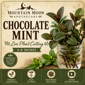Chocolate Mint Cutting (Mentha × piperita f. citrata) - Live Herb Plant Starter