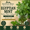 Egyptian Mint Cutting (Mentha niliaca) - Live Herb Plant Starter