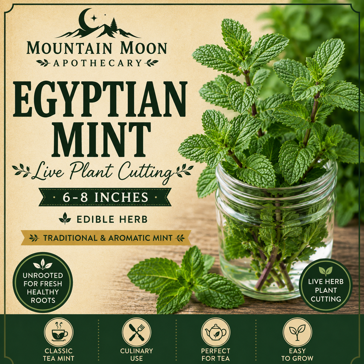 Egyptian Mint Cutting (Mentha niliaca) - Live Herb Plant Starter