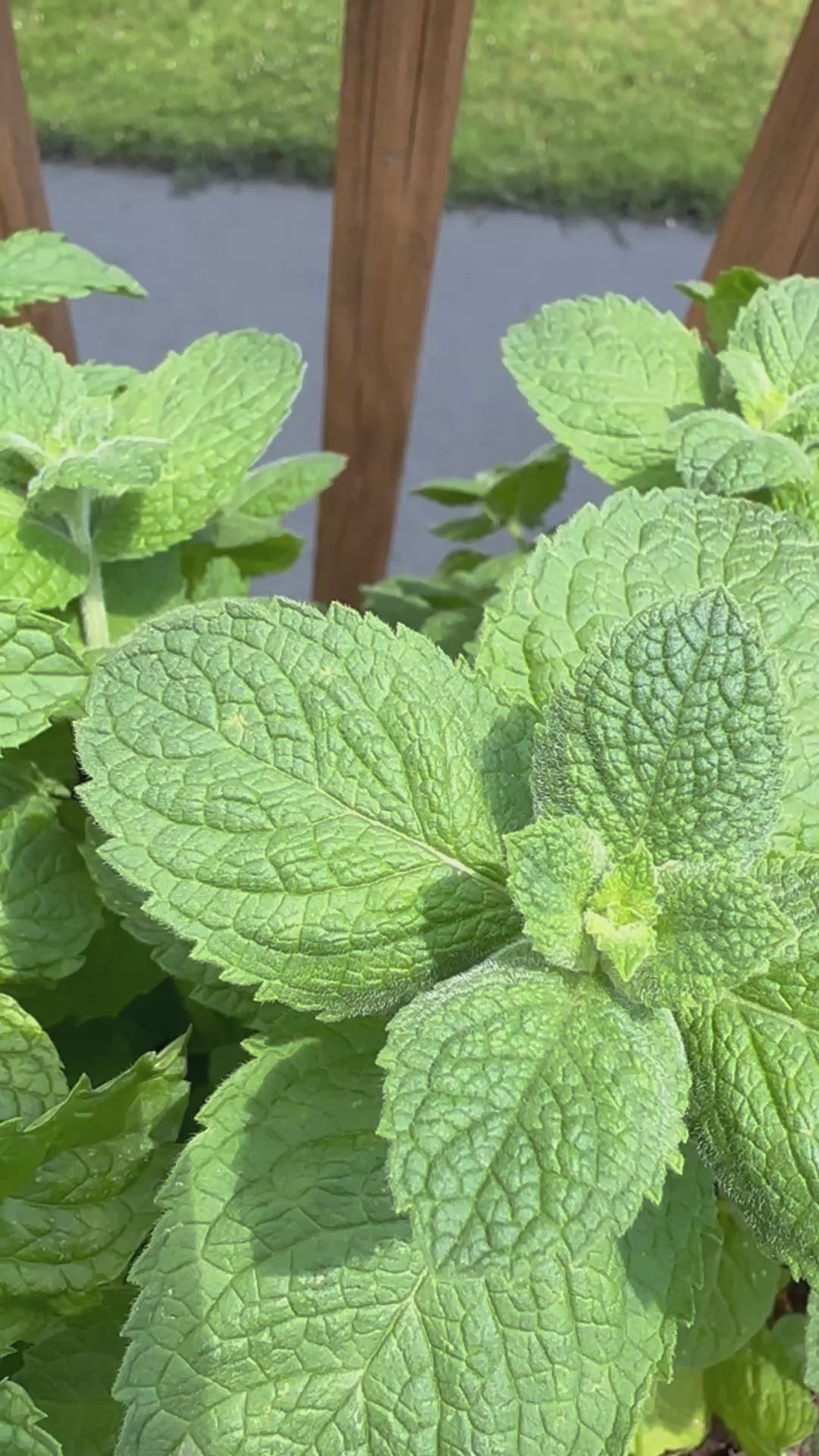 Apple Mint Cutting (Mentha suaveolens) - Live Herb Plant Starter