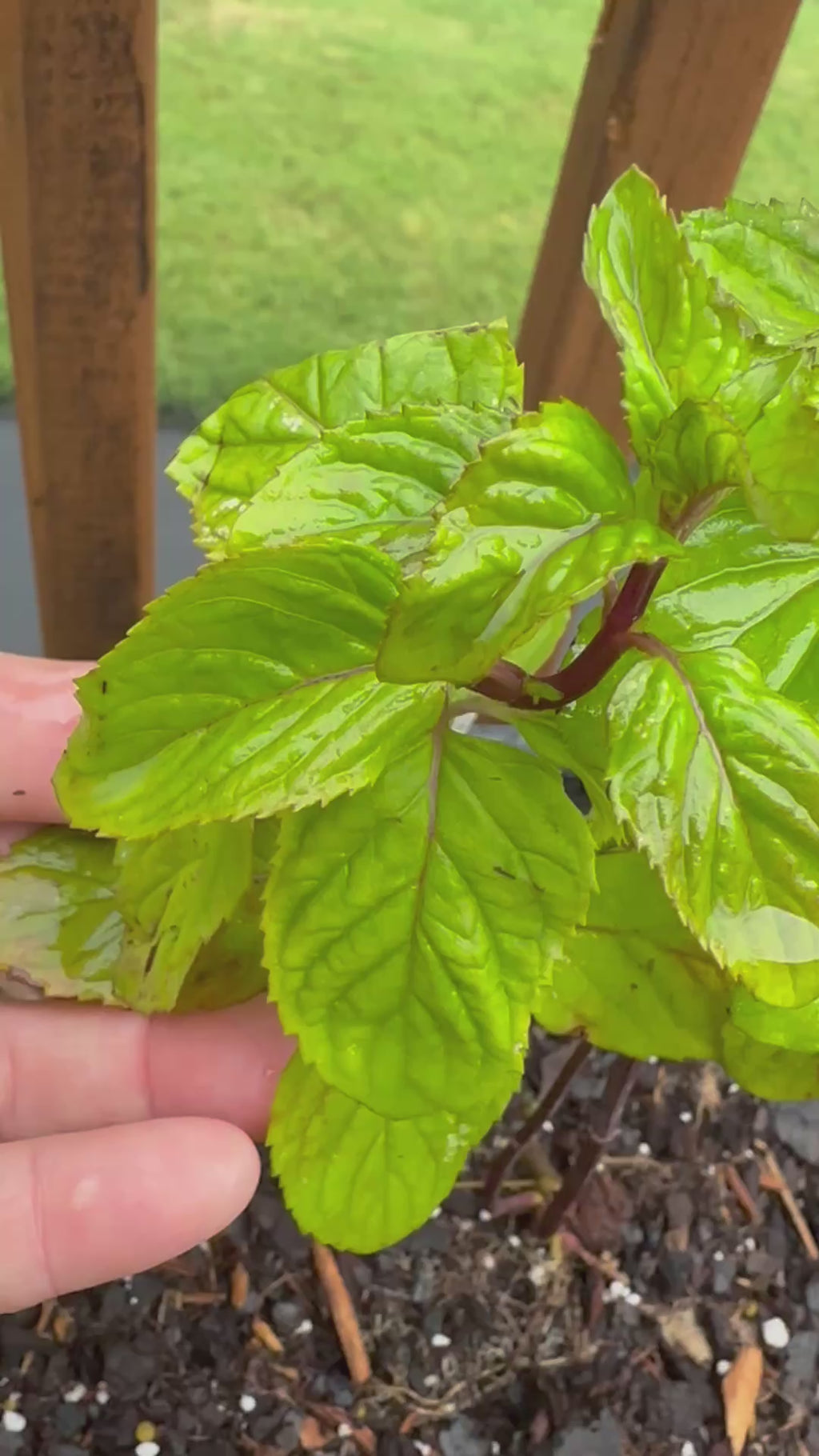 Lime Mint Cutting (Mentha × piperita f. citrata 'Lime') - Live Herb Plant Starter