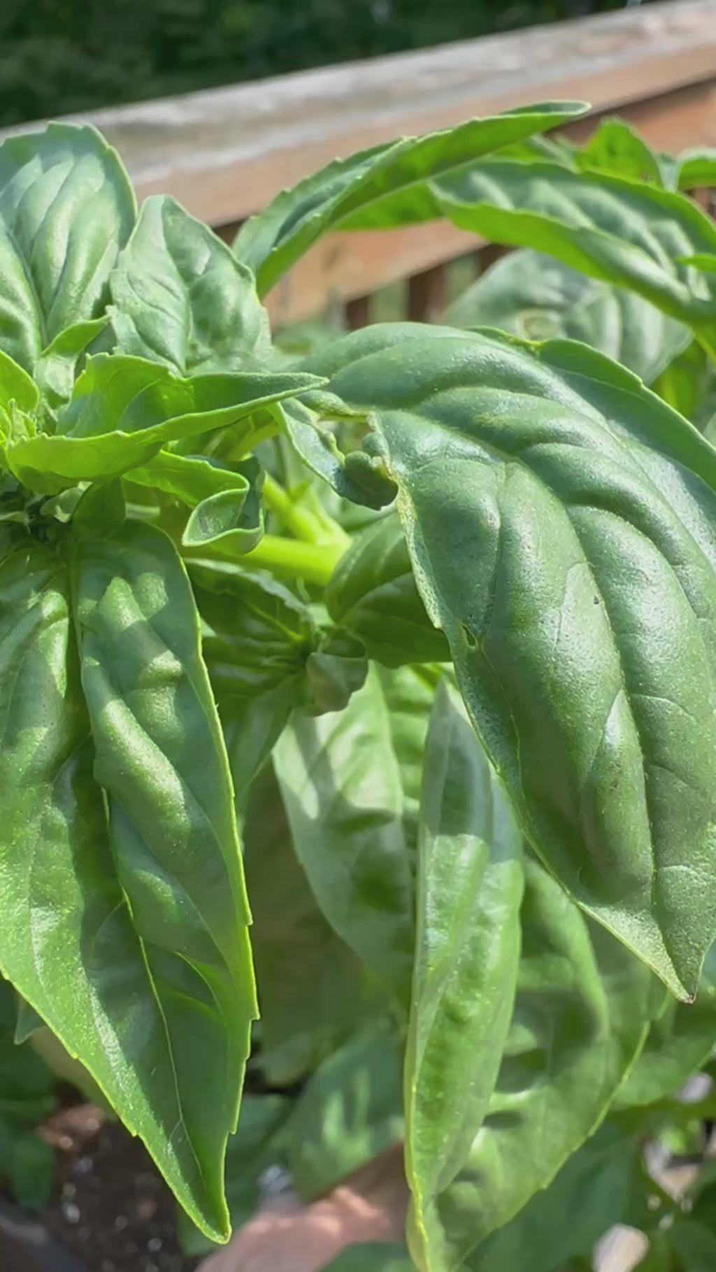 Sweet Basil Cutting (Ocimum basilicum) - Live Herb Plant Starter