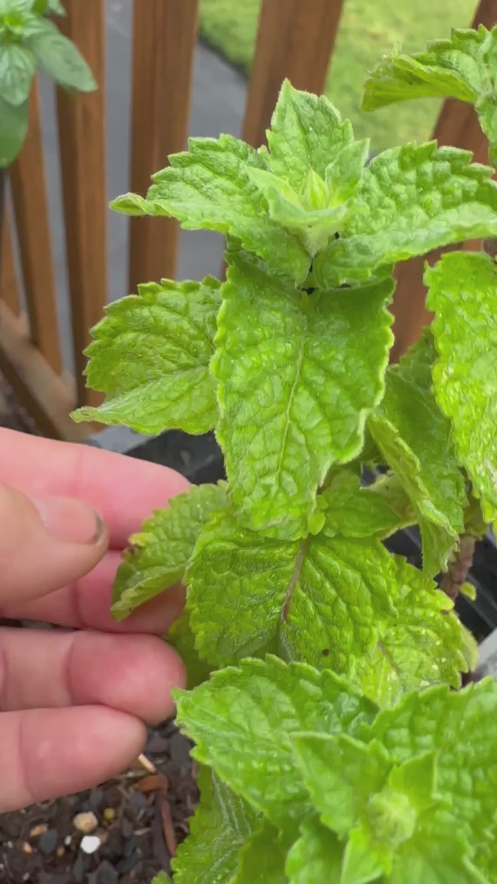 Grapefruit Mint Cutting (Mentha × piperita f. citrata 'Grapefruit') - Live Herb Plant Starter