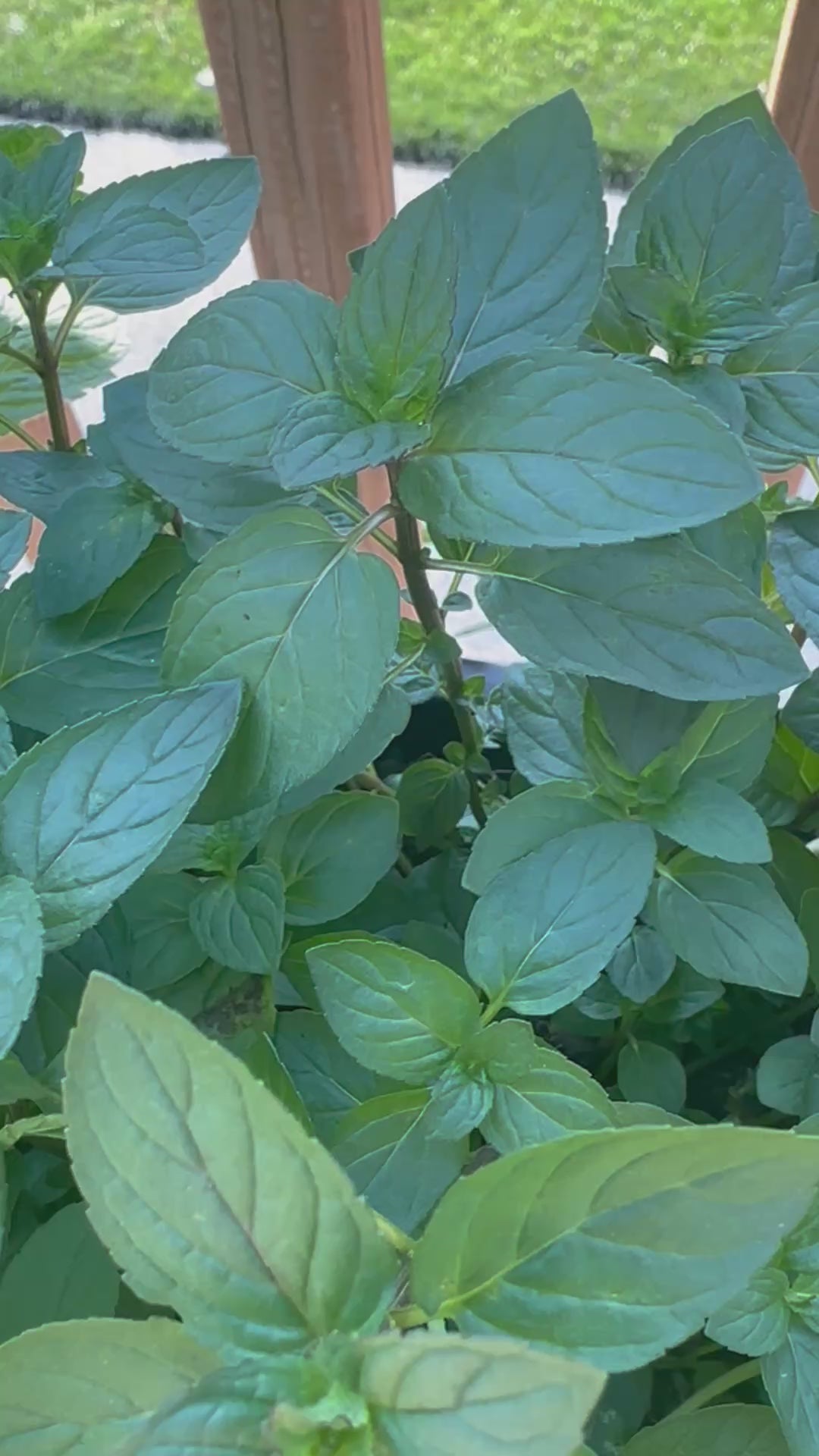 Peppermint Cutting (Mentha × piperita) - Live Herb Plant Starter