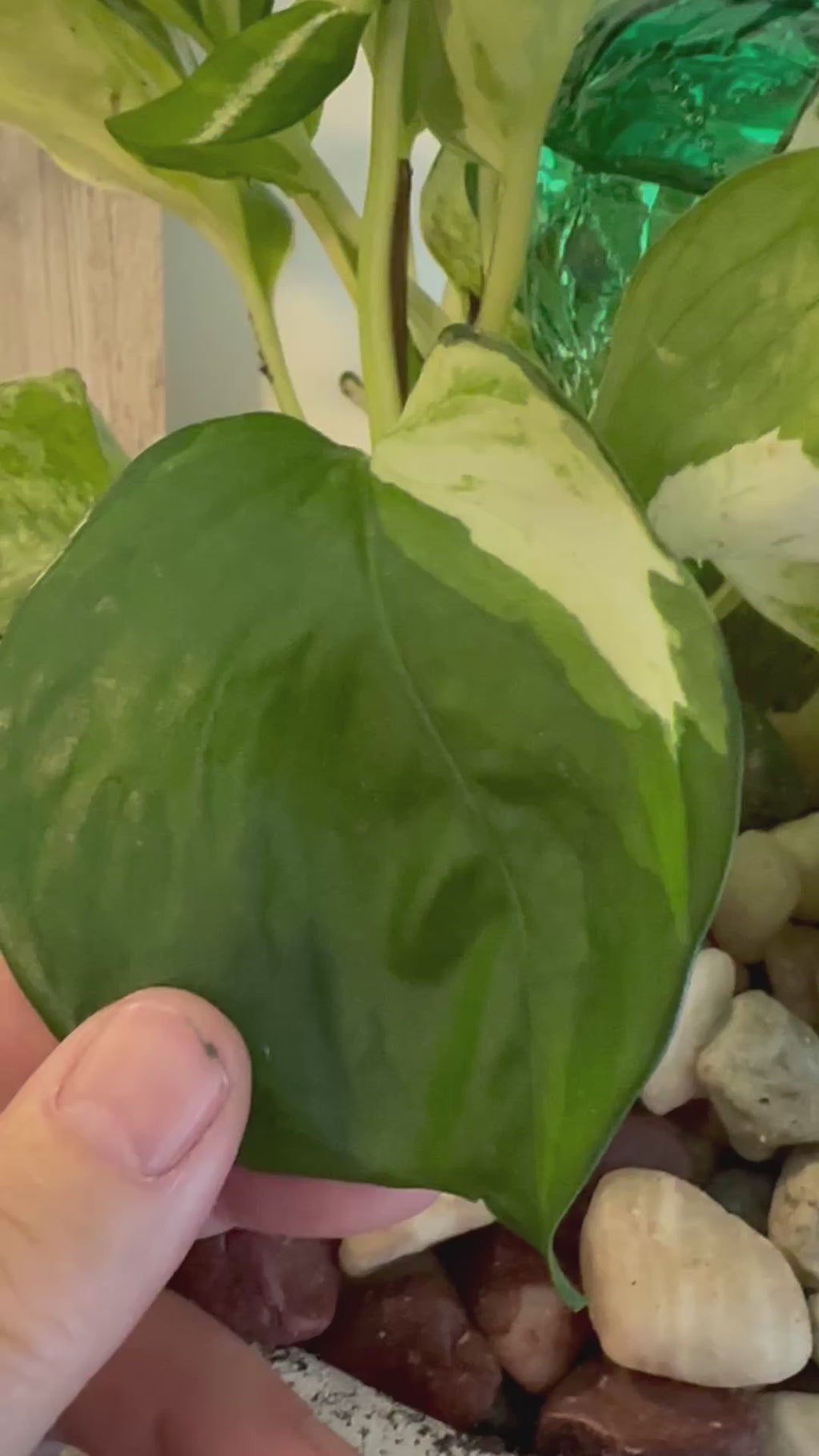 Marble Queen Pothos Cutting | Epipremnum aureum | Mountain Moon Apothecary