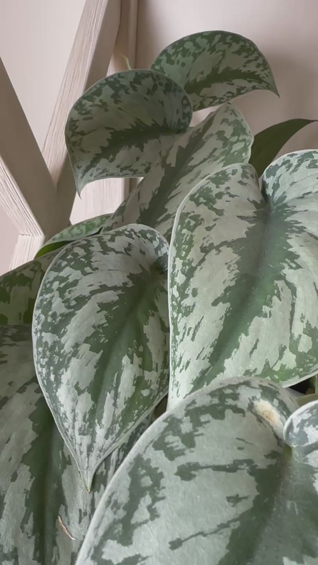 Silver Satin Pothos Cutting | Scindapsus pictus | Mountain Moon Apothecary