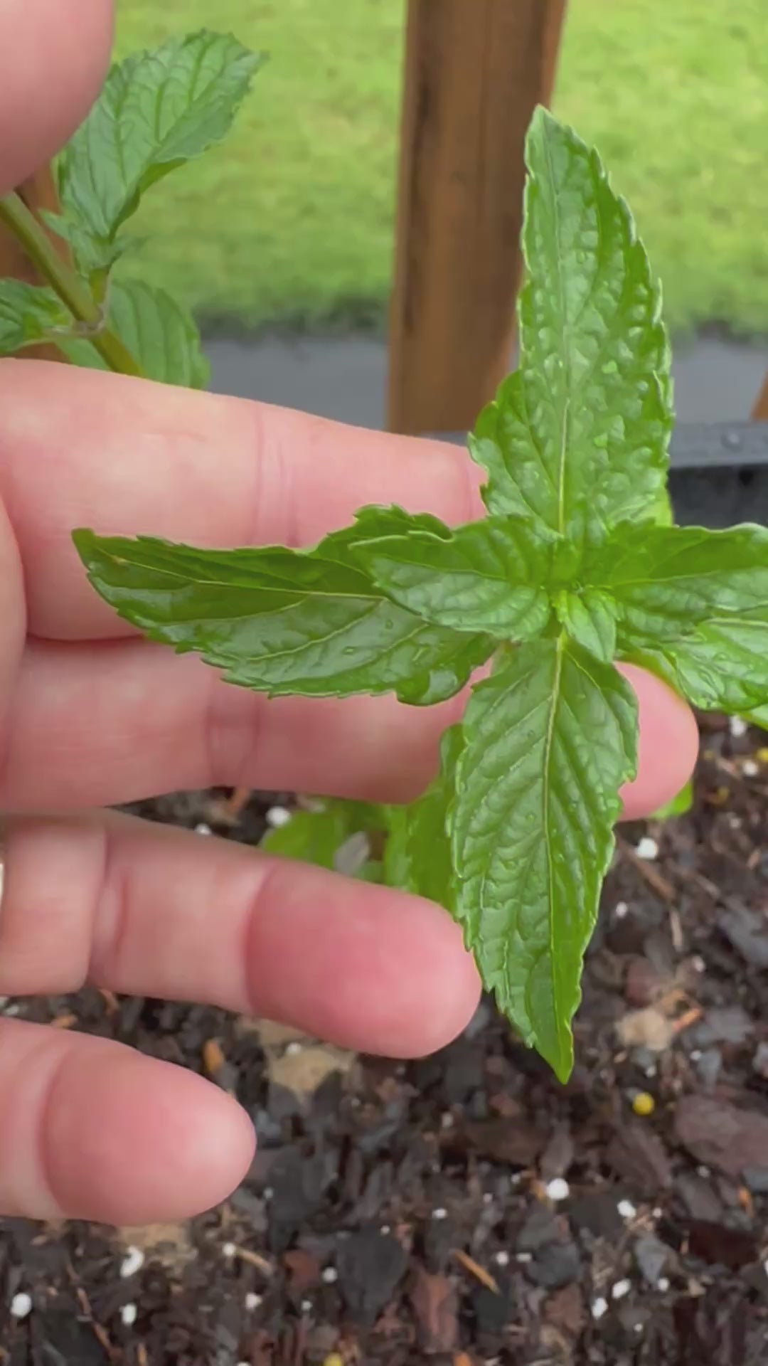 Pear Mint Cutting (Mentha 'Pear') - Live Herb Plant Starter